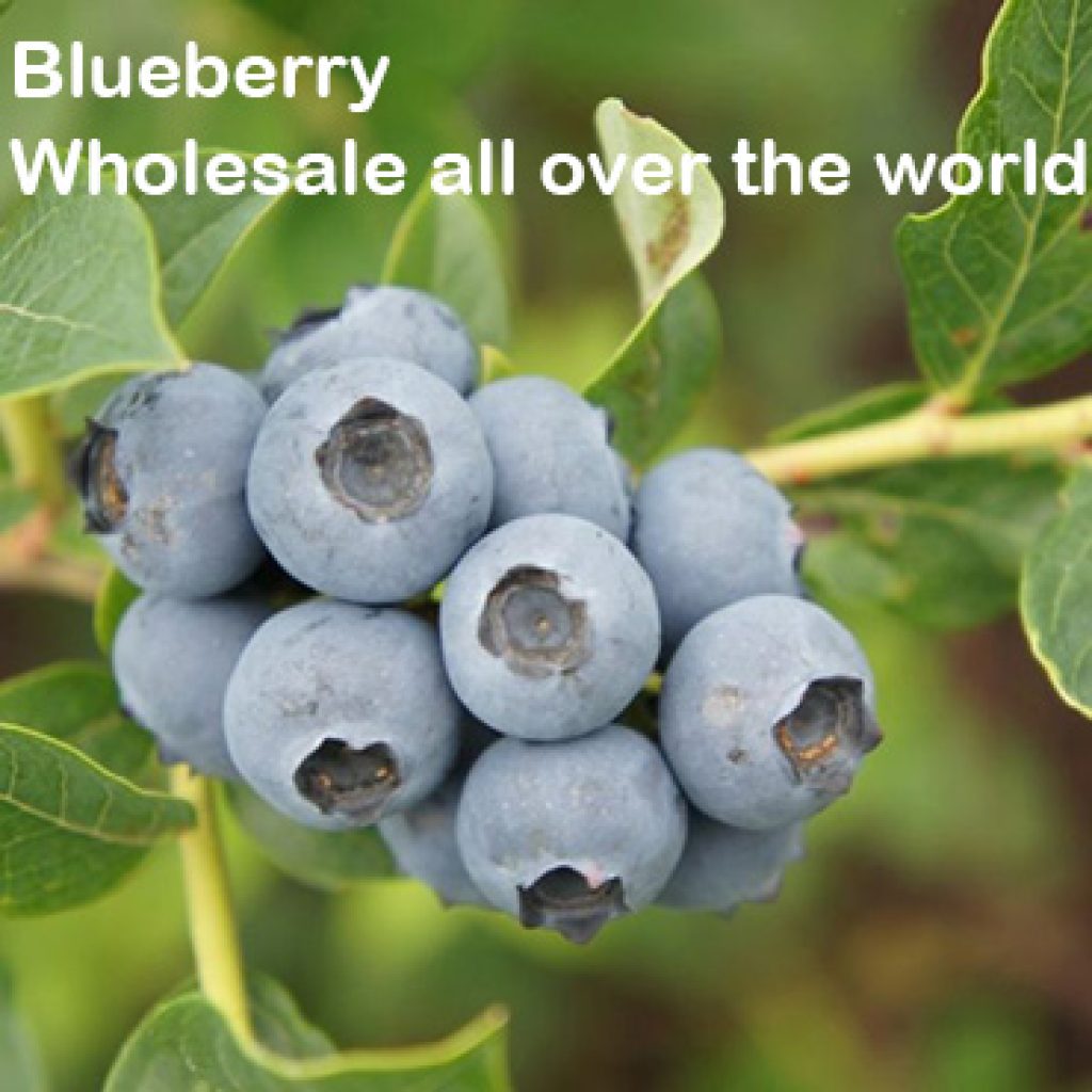 Blueberry